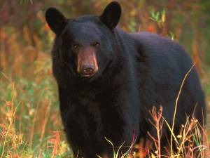 black bear blog